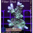 4B5-5 WYSIWYG - Acropora sp. Grün/Blau, Höhe 58mm