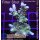 4B5-5 WYSIWYG - Acropora sp. Grün/Blau, Höhe 58mm