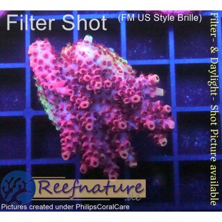 4B5-6 WYSIWYG - Acropora hyacinthus,