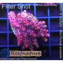 4B5-6 WYSIWYG - Acropora hyacinthus,
