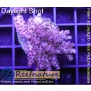 4B5-6 WYSIWYG - Acropora hyacinthus,