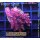 4B5-6 WYSIWYG - Acropora hyacinthus,