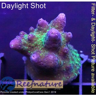 4B5-7 WYSIWYG - Acropora sp. Green/Purple (Indonesien) Höhe 37mm