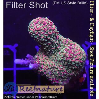4B5-7 WYSIWYG - Acropora staghorn Rot, Höhe 31mm