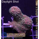 4B5-7 WYSIWYG - Acropora staghorn Rot, Höhe 31mm