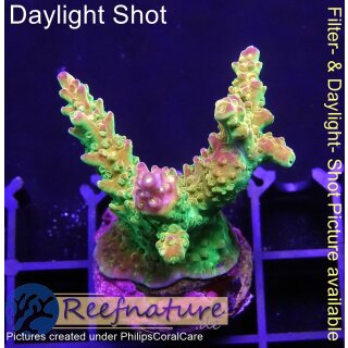4B6-1 WYSIWYG - Acropora Mango Garden Höhe 30mm