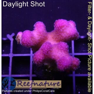 4B6-1 WYSIWYG - Stylophora Fiji Ultra Pink , Höhe 39mm