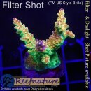 4B6-1 WYSIWYG - Acropora Mango Garden Höhe 30mm