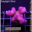4B6-1 WYSIWYG - Stylophora Fiji Ultra Pink , Höhe 39mm