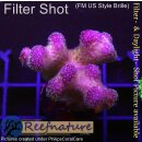 4B6-1 WYSIWYG - Stylophora Fiji Ultra Pink , Höhe 39mm