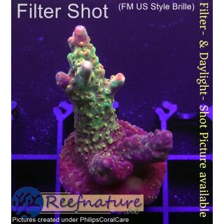 4B5-8 WYSIWYG - Acropora sp., Höhe 41mm