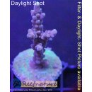 4B5-8 WYSIWYG - Acropora CandyLand (Indonesien) Höhe 50mm