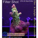 4B5-8 WYSIWYG - Acropora sp., Höhe 41mm