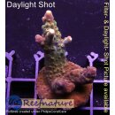 4B5-8 WYSIWYG - Acropora sp., Höhe 41mm