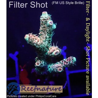 4B6-2 WYSIWYG - Acropora millepora Höhe 38mm