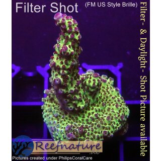 4B6-2 WYSIWYG - Acropora sp. Höhe 54mm