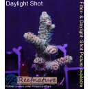 4B6-2 WYSIWYG - Acropora millepora Höhe 38mm