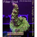 4B6-2 WYSIWYG - Acropora sp. Höhe 54mm
