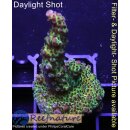 4B6-2 WYSIWYG - Acropora sp. Höhe 54mm
