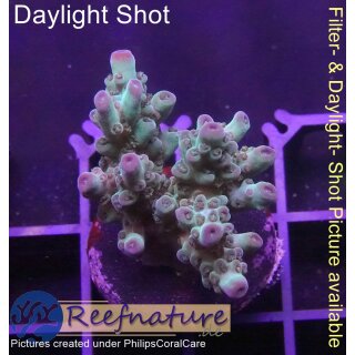 4B6-3 WYSIWYG - Acropora sp. lila Tips Höhe 30mm