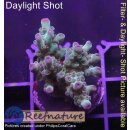 4B6-3 WYSIWYG - Acropora sp. lila Tips Höhe 30m