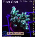 4B6-3 WYSIWYG - Acropora sp. lila Tips Höhe 30mm