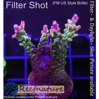 4B6-4 WYSIWYG - Acropora sp. Höhe 54mm