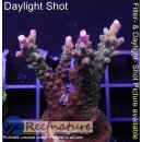 4B6-4 WYSIWYG - Acropora sp. Höhe 54mm