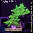 4B6-4 WYSIWYG - Acropora sp. IndoTischGelb Höhe 35mm