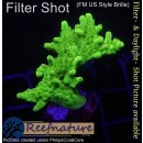 4B6-4 WYSIWYG - Acropora sp. IndoTischGelb Höhe 35mm