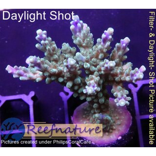 4B6-5 WYSIWYG - Acropora sp.  Höhe 46mm