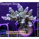 4B6-5 WYSIWYG - Acropora sp.  Höhe 46mm