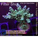 4B6-5 WYSIWYG - Acropora sp.  Höhe 46mm