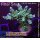 4B6-5 WYSIWYG - Acropora sp.  Höhe 46mm