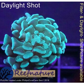 5LH1-3 WYSIWYG - Euphyllia sp. green