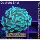 5LH1-3 WYSIWYG - Euphyllia sp. green
