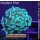 5LH1-3 WYSIWYG - Euphyllia sp. green