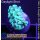 5LH1-4 WYSIWYG - Euphyllia sp. green, small