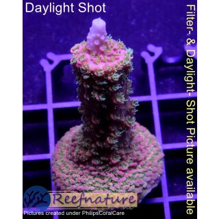 4B6-6 WYSIWYG - Acropora spathulata (Indonesien) Höhe 38mm