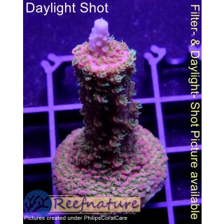 4B6-6 WYSIWYG - Acropora Staghorn Rot/Blau/Grün Höhe 50mm