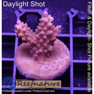4B6-6 WYSIWYG - Acropora strawberry shortcake, Höhe  30mm