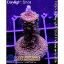 4B6-6 WYSIWYG - Acropora Staghorn Rot/Blau/Grün Höhe 50mm