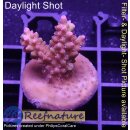 4B6-6 WYSIWYG - Acropora strawberry shortcake, Höhe...