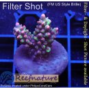 4B6-6 WYSIWYG - Acropora strawberry shortcake, Höhe  30mm