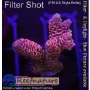 4B7-2 WYSIWYG - Acropora millepora Höhe 32mm