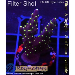4B4-6 WYSIWYG - Acropora Acropora Bali tricolor, Höhe 33mm