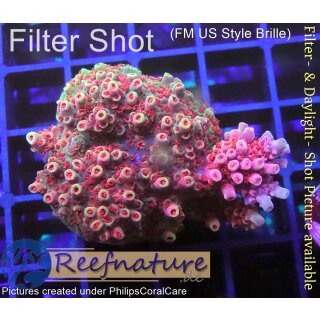 4B4-6 WYSIWYG - Acropora Red Planet, Höhe 36mm
