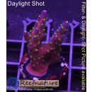 4B4-6 WYSIWYG - Acropora Acropora Bali tricolor,...