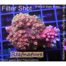 4B4-6 WYSIWYG - Acropora Red Planet, Höhe 36mm