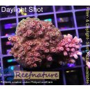 4B4-6 WYSIWYG - Acropora Red Planet, Höhe 36mm